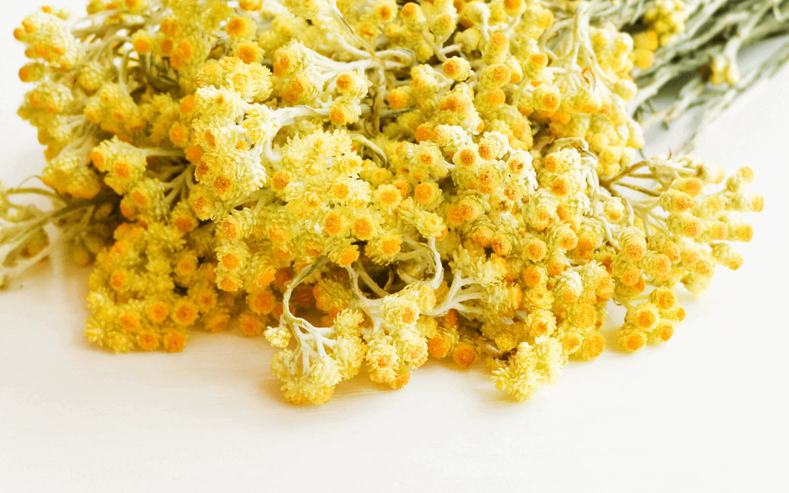 Marine algae prebiotic extract closeup - key ingredient for scalp microbiome